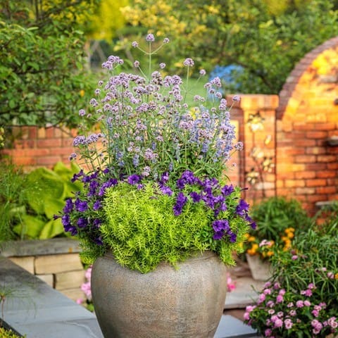 gradient pots along garden path