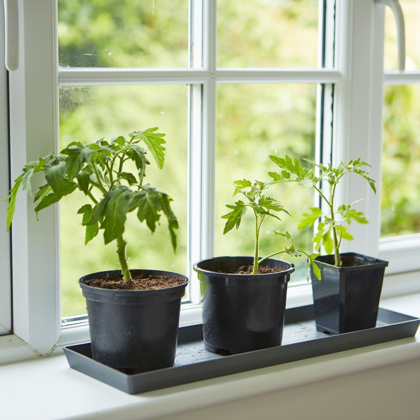 Kitchen window with fresh herbs in terra cotta pots
