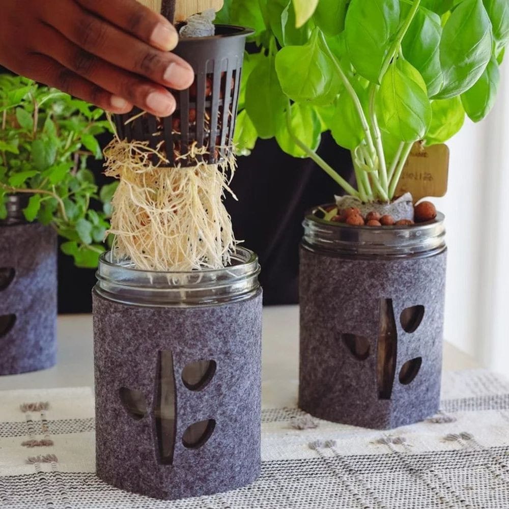 mason jars with herbs