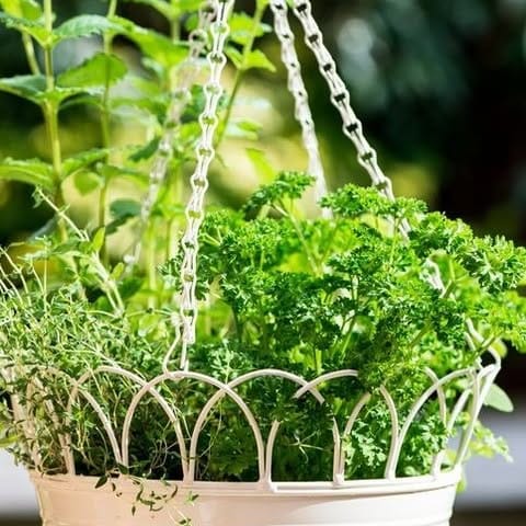 hanging baskets with herbs
