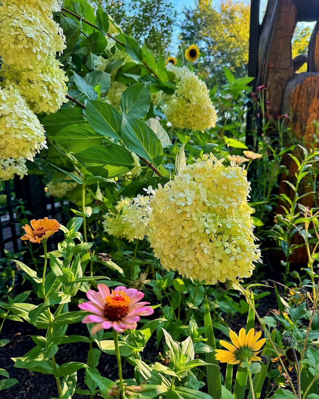 ZZ plant and spider plant
