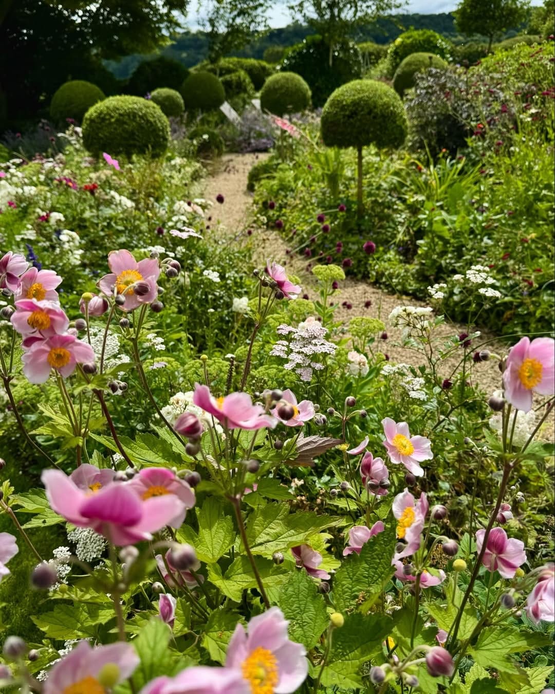 Rubber plant and snake plant