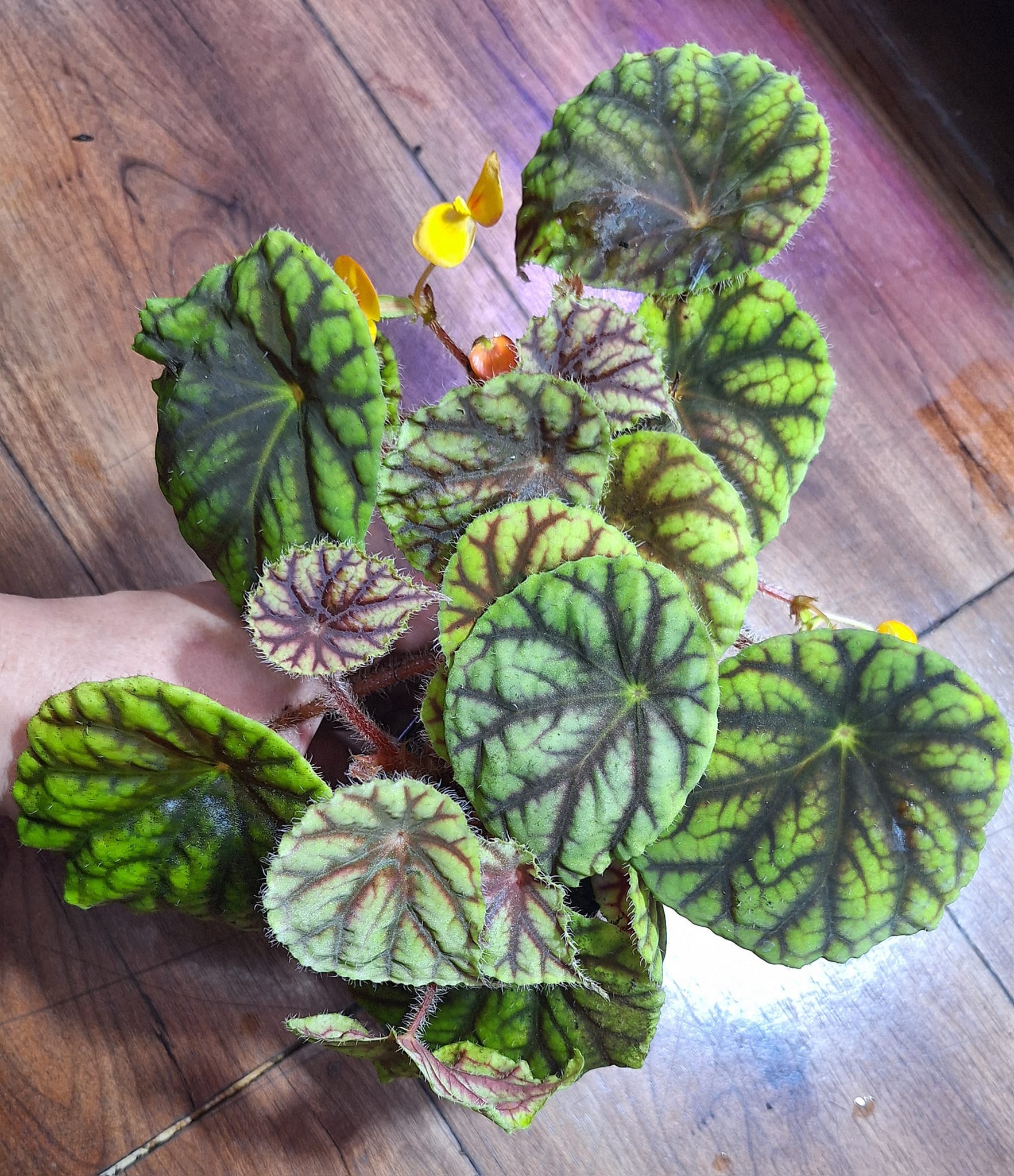 begonia plant on a patio