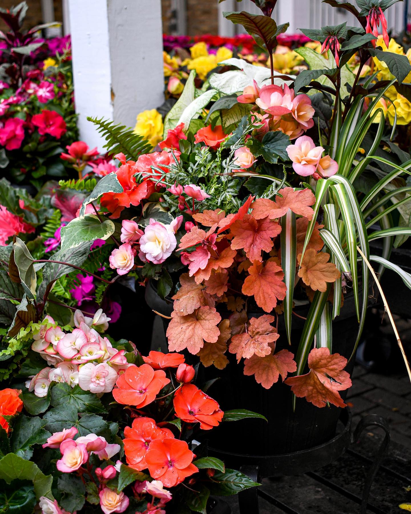 Indoor herb garden with leafy greens