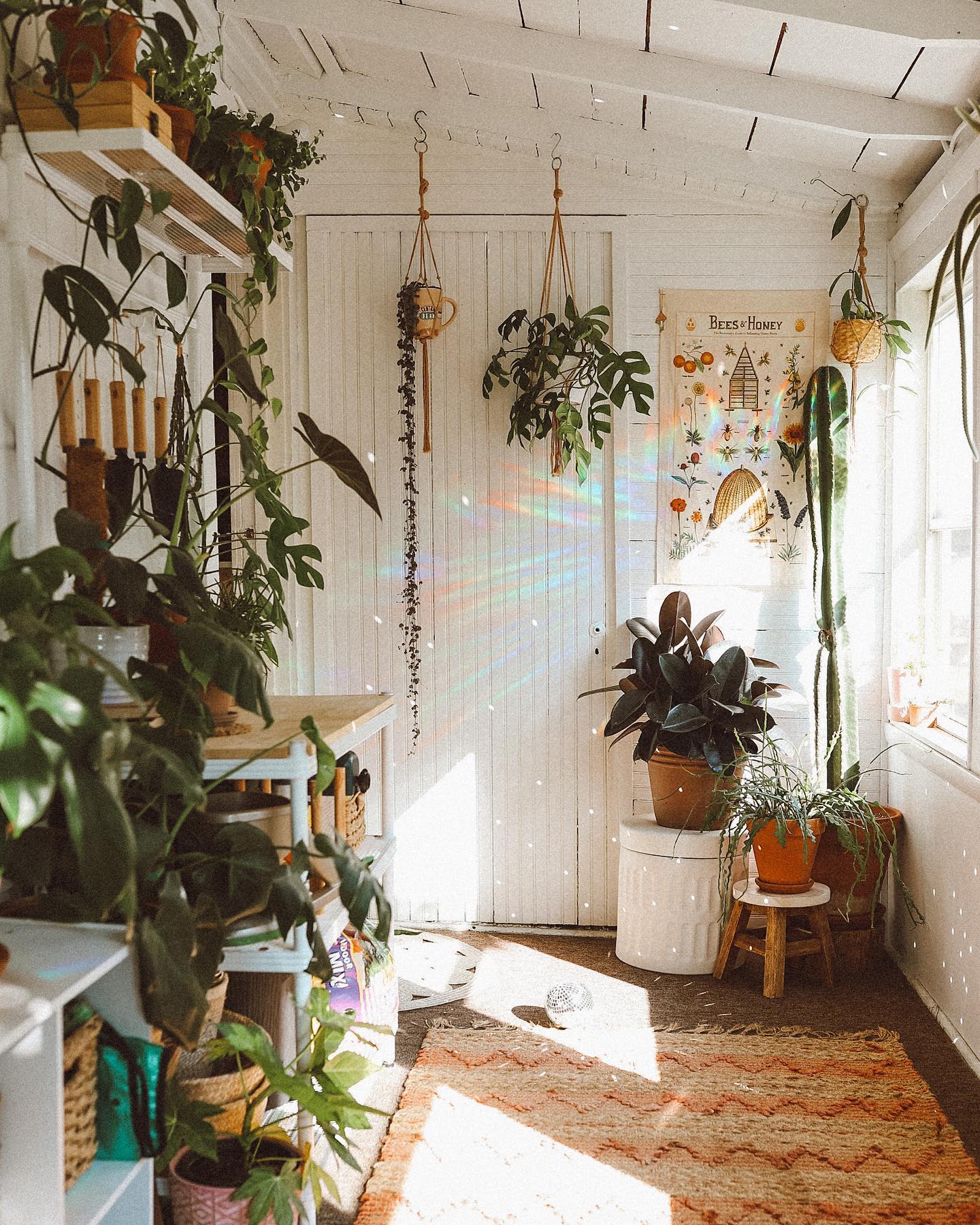 sunroom mirror reflecting plants