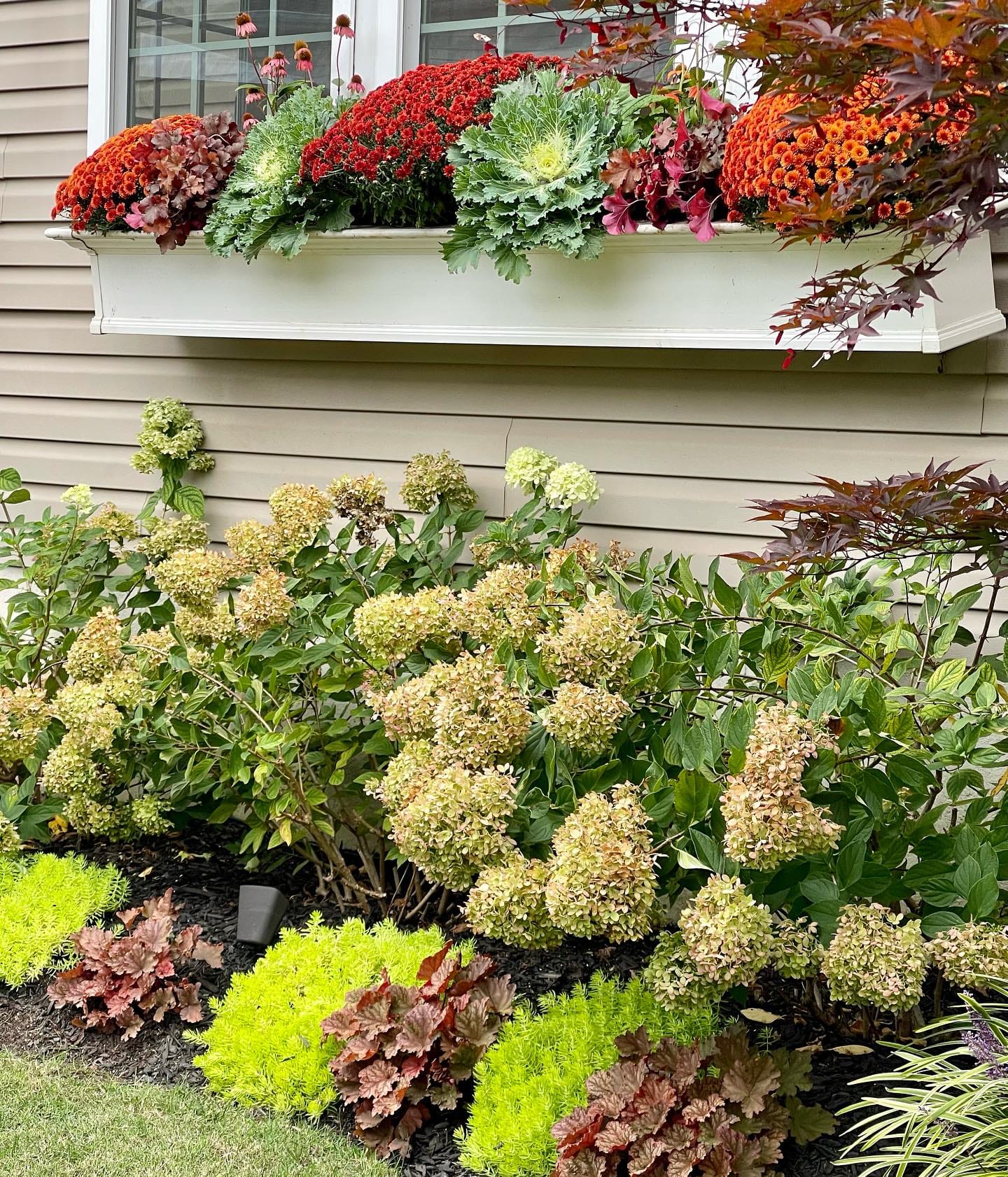 Calathea and rubber plant