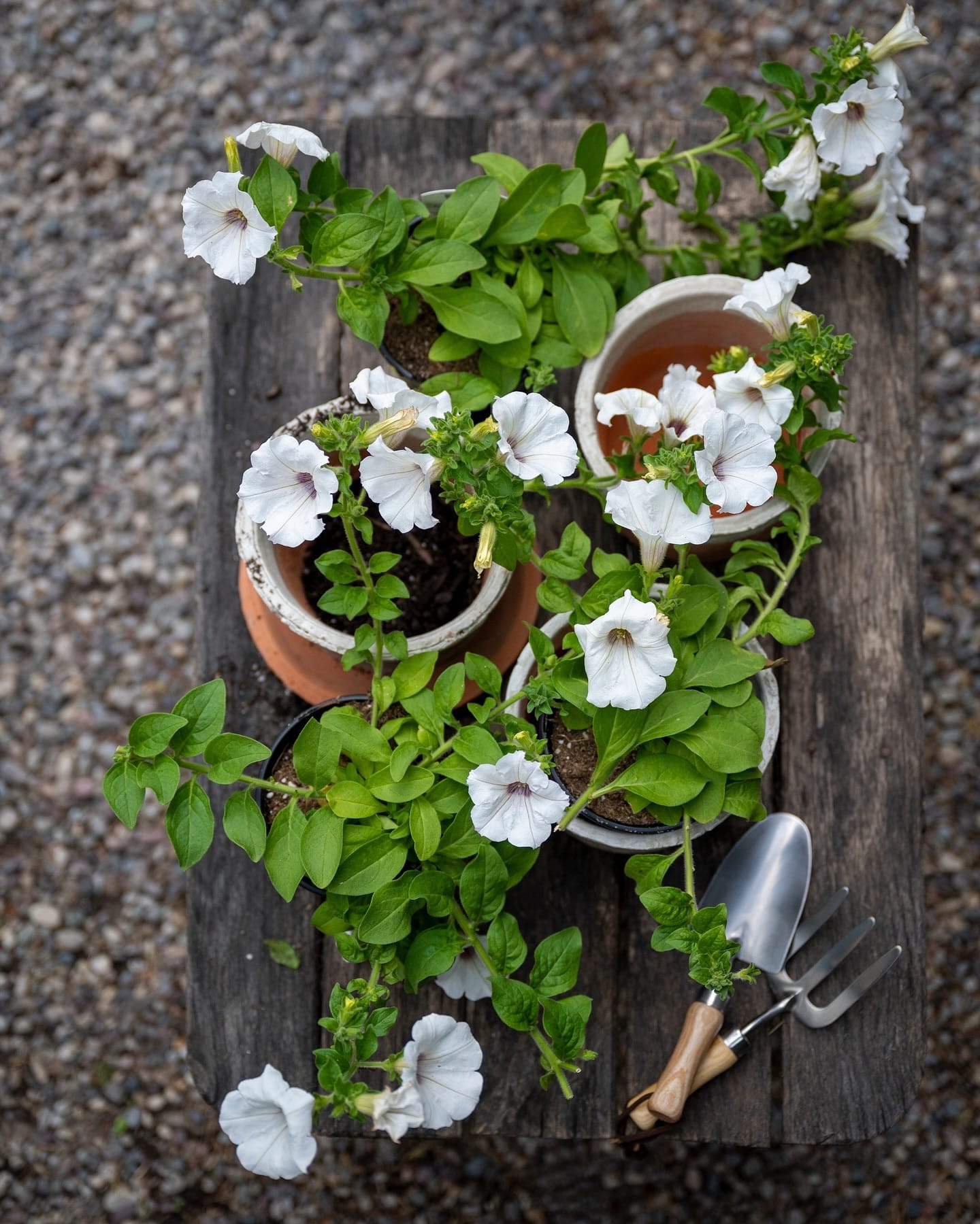 herbs in uniform pots