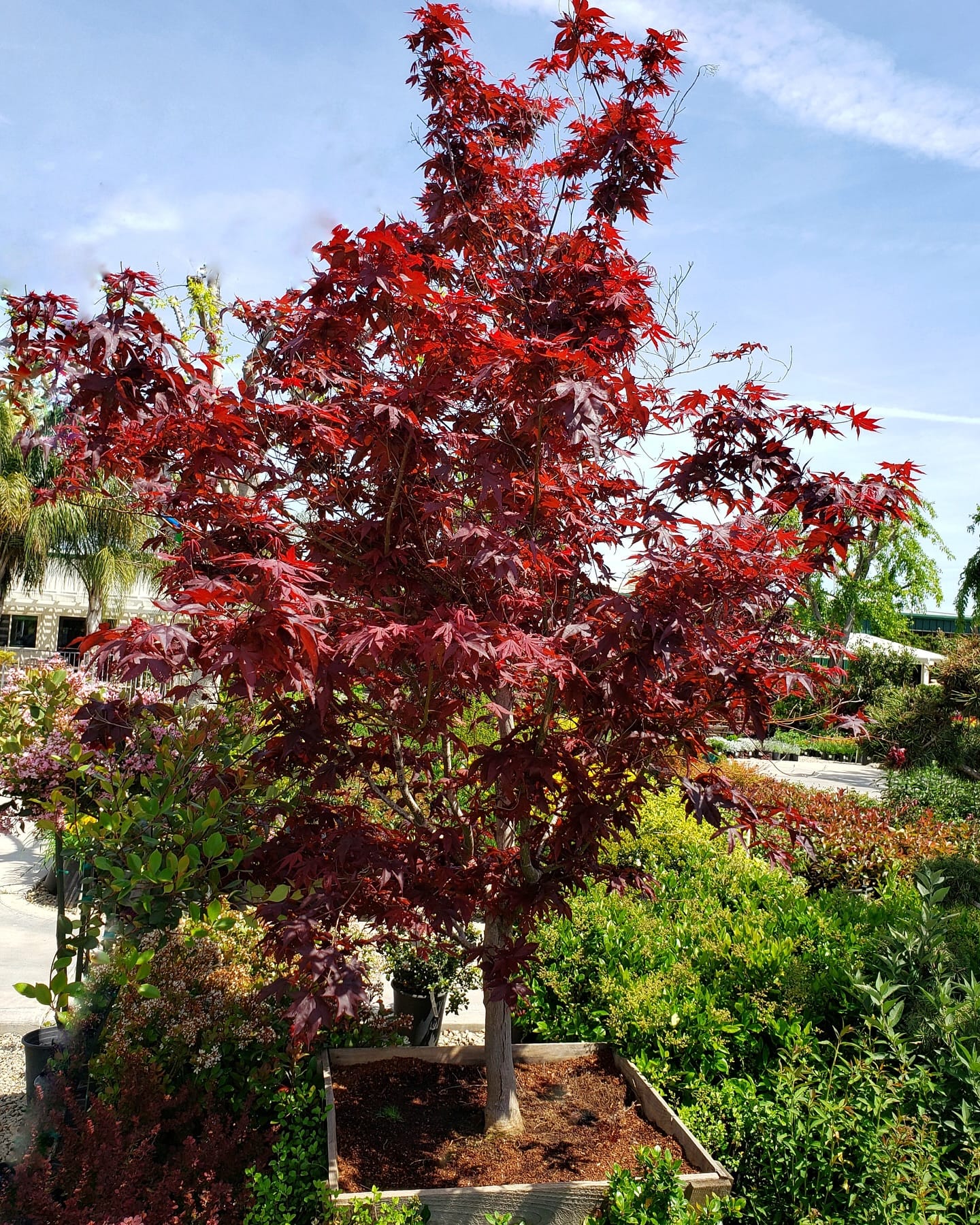 Graceful Japanese maple in ceramic planter