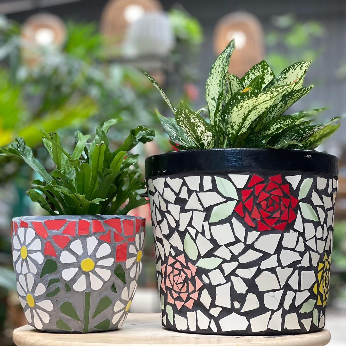 Colorful mosaic planter with jade plant