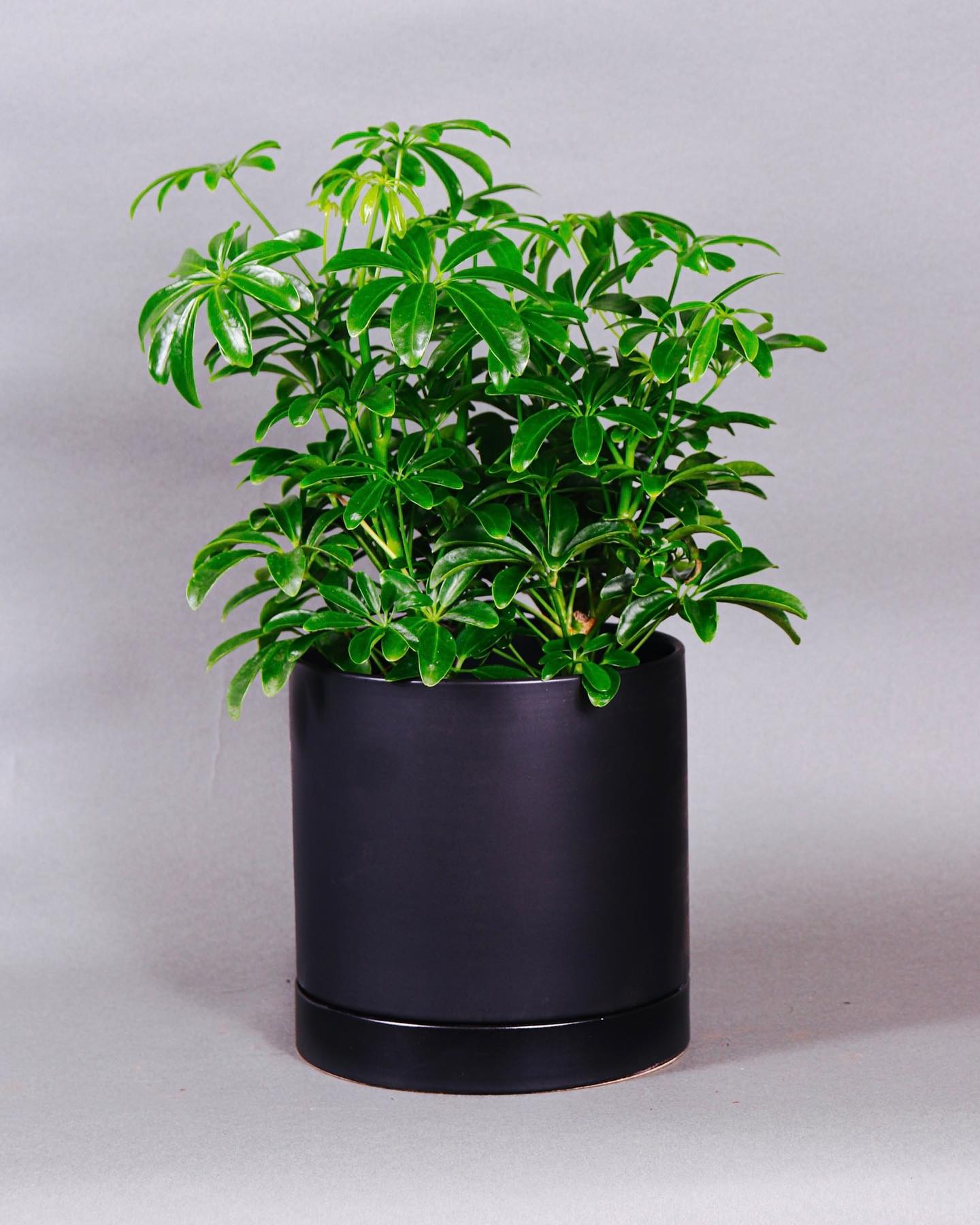 Bushy umbrella plant in brass planter