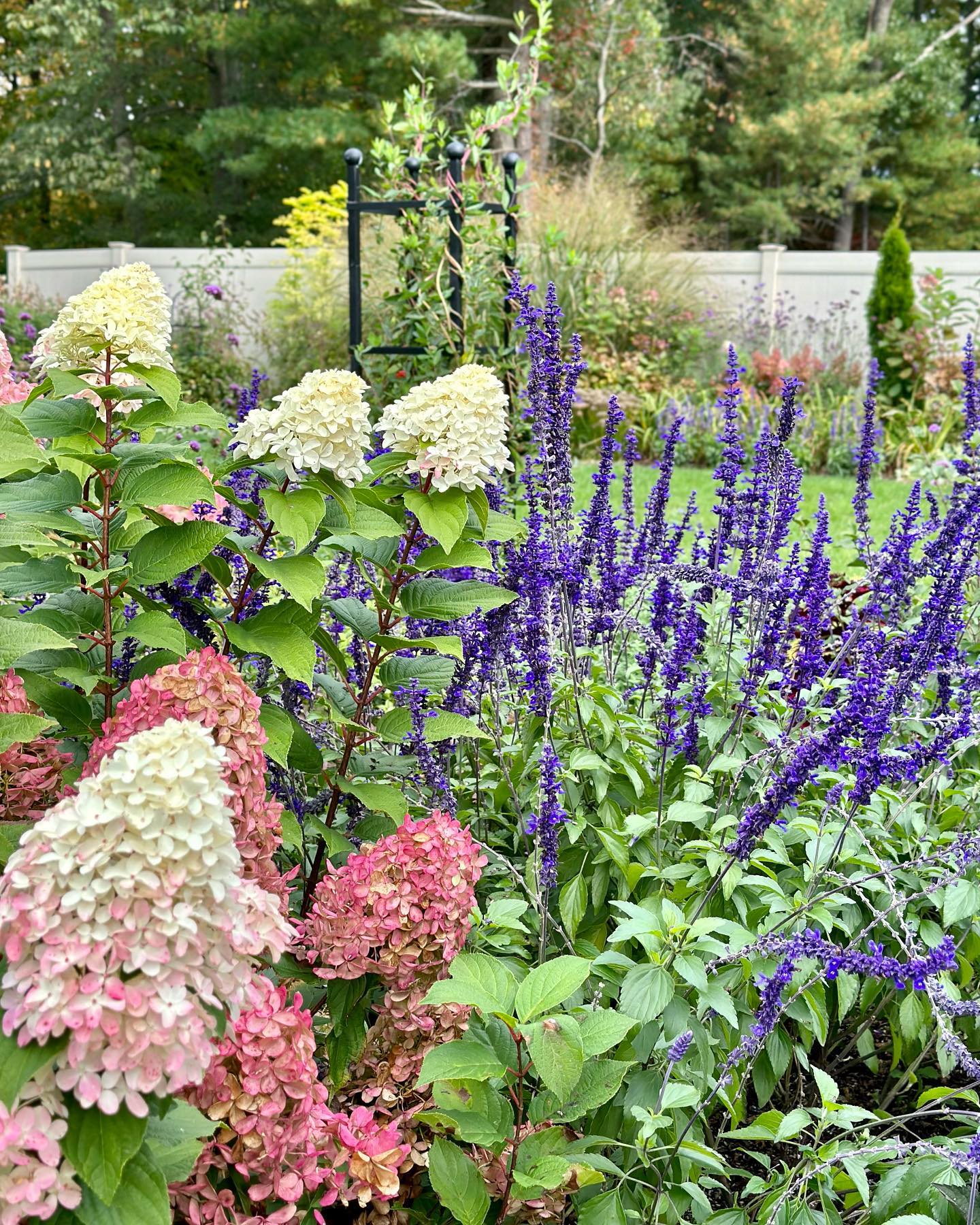 Philodendron and oxalis