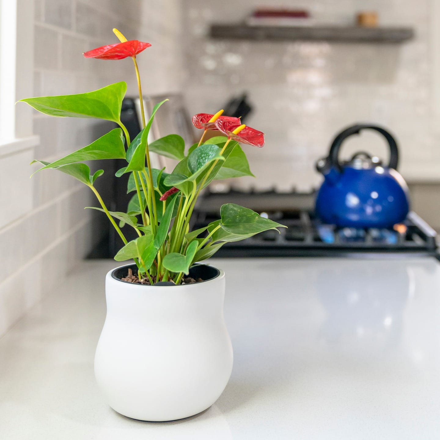 gradient pots on kitchen counter