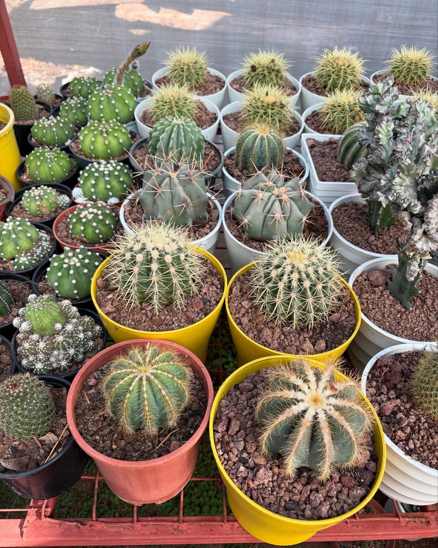 assorted cacti on cabinet