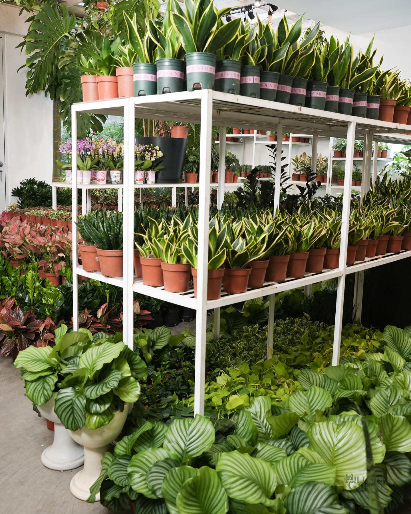 symmetrical plant arrangement