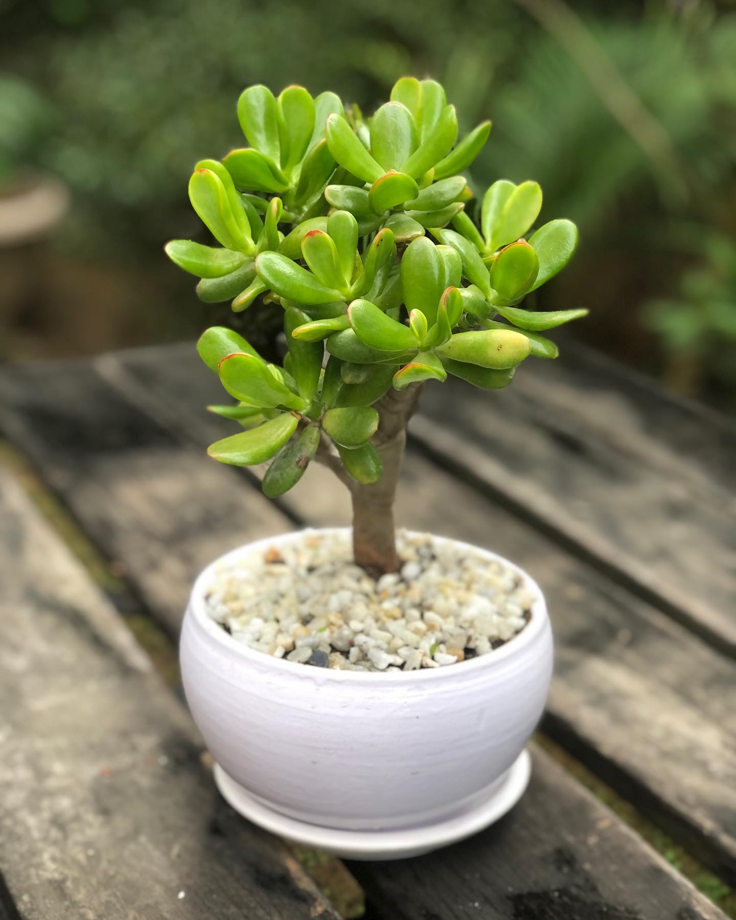 jade plant on office desk