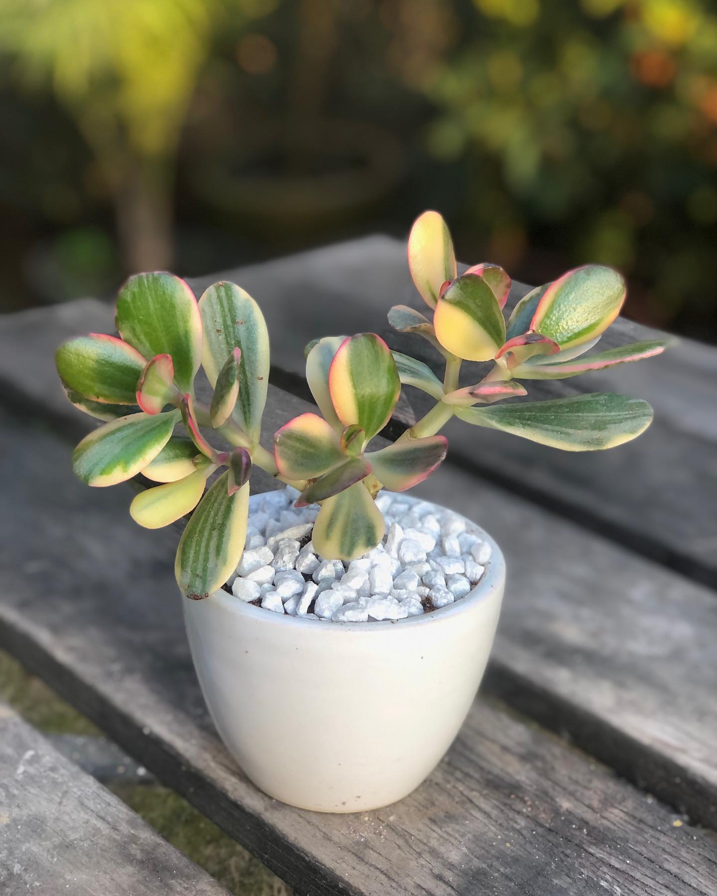 jade plant in ceramic pot on well-lit windowsill