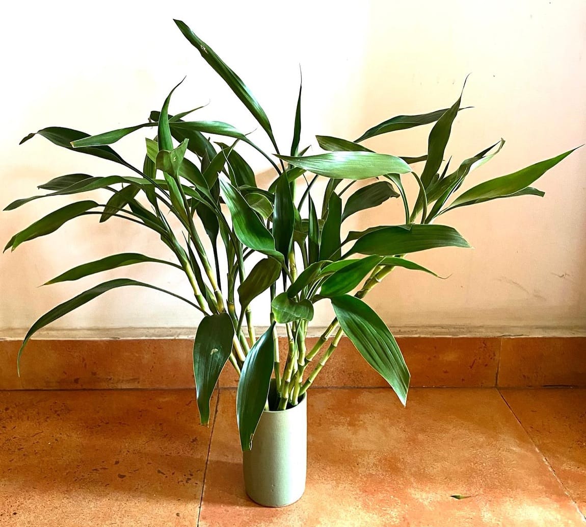 Spiraled lucky bamboo in clear vase