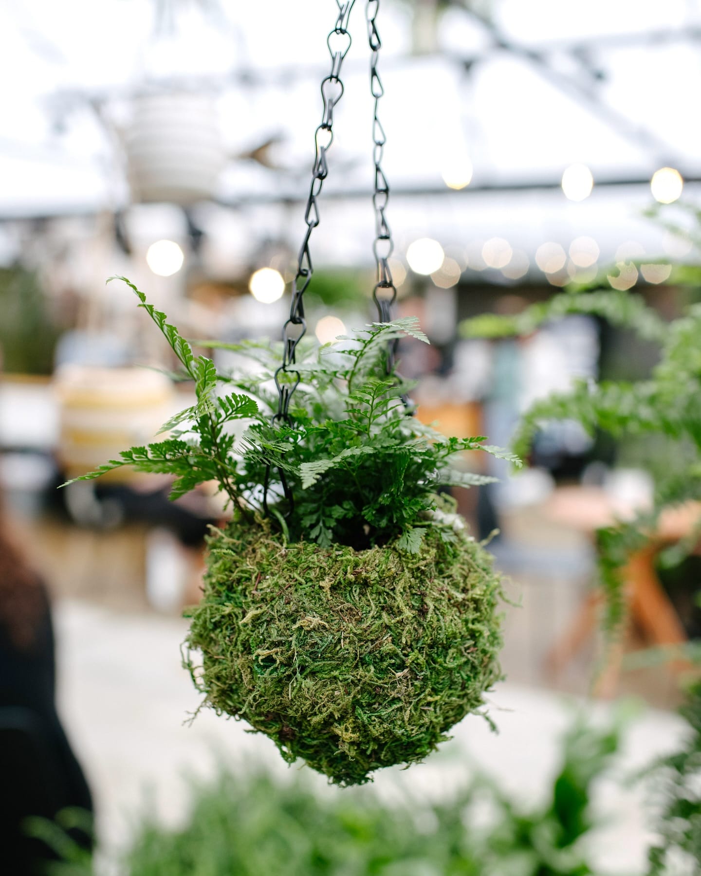 Lush moss balls on jute twine