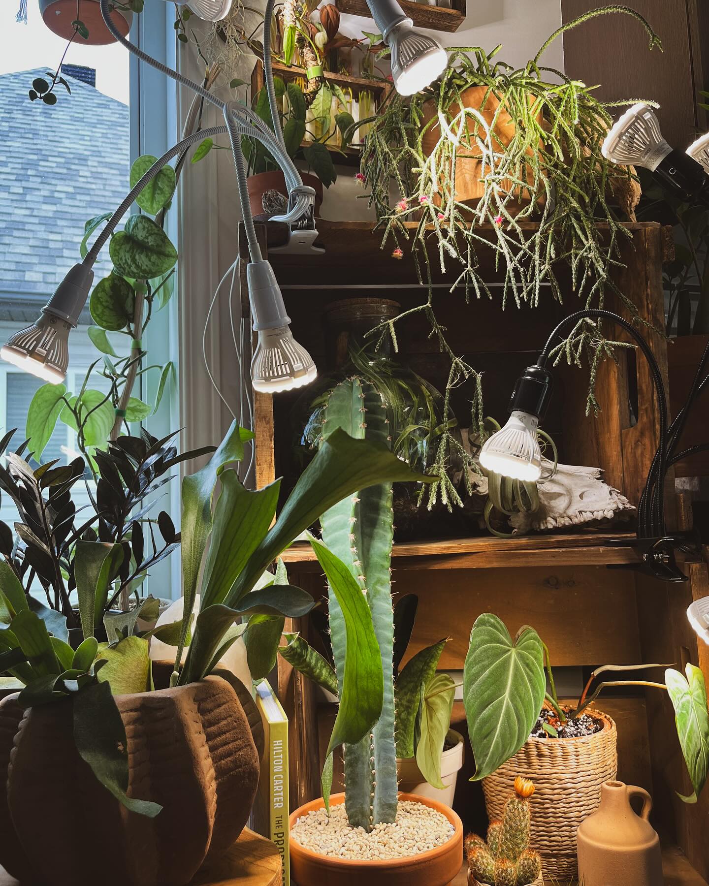 Diverse plants in vintage wooden crate