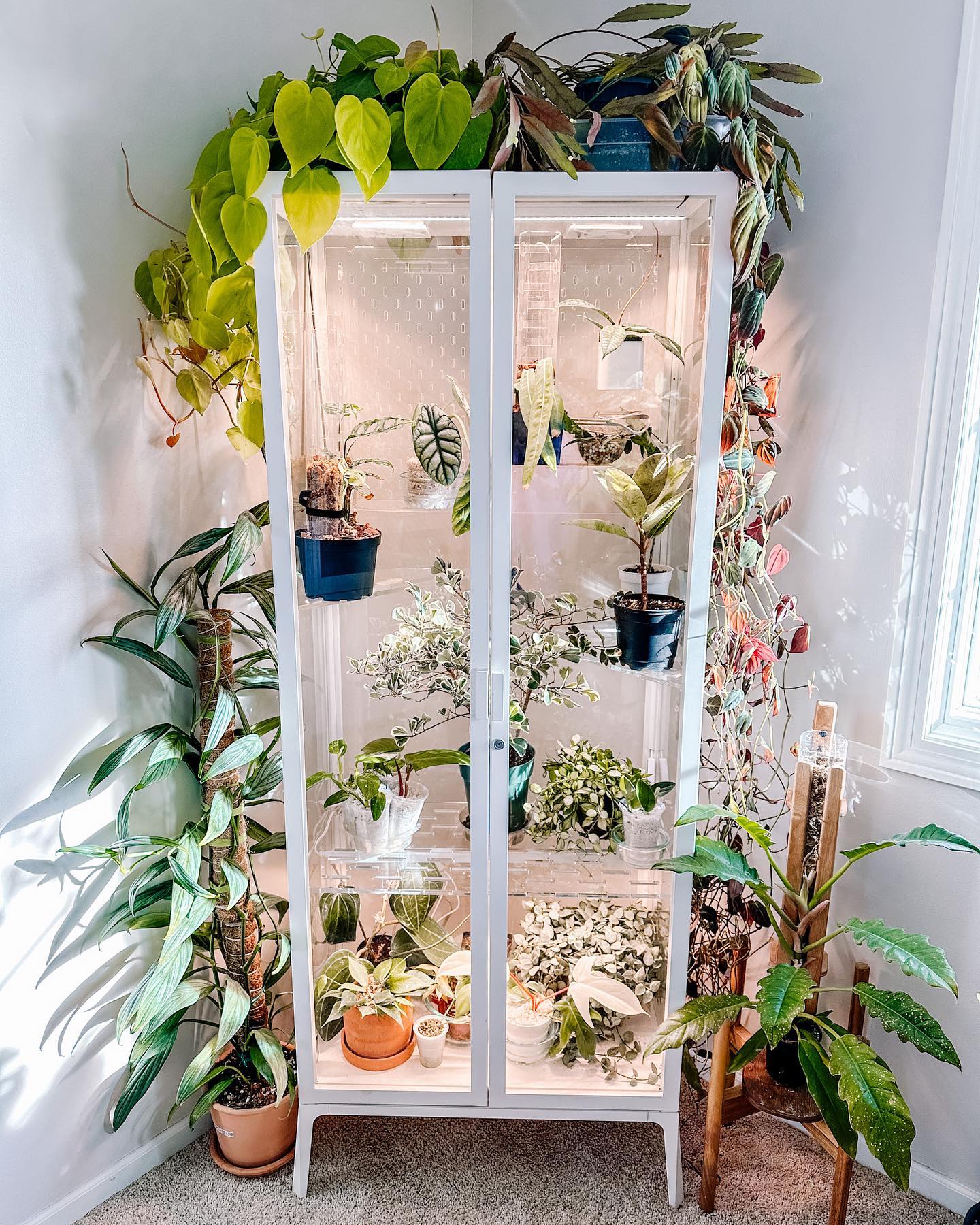 Clear glass shelves with air plants