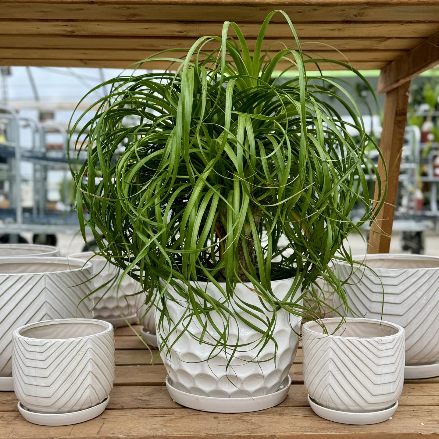 ponytail palm in entryway