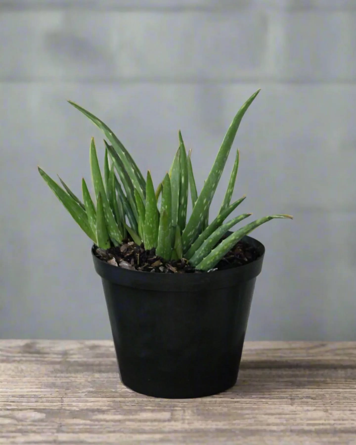 Succulent aloe vera in clay pot