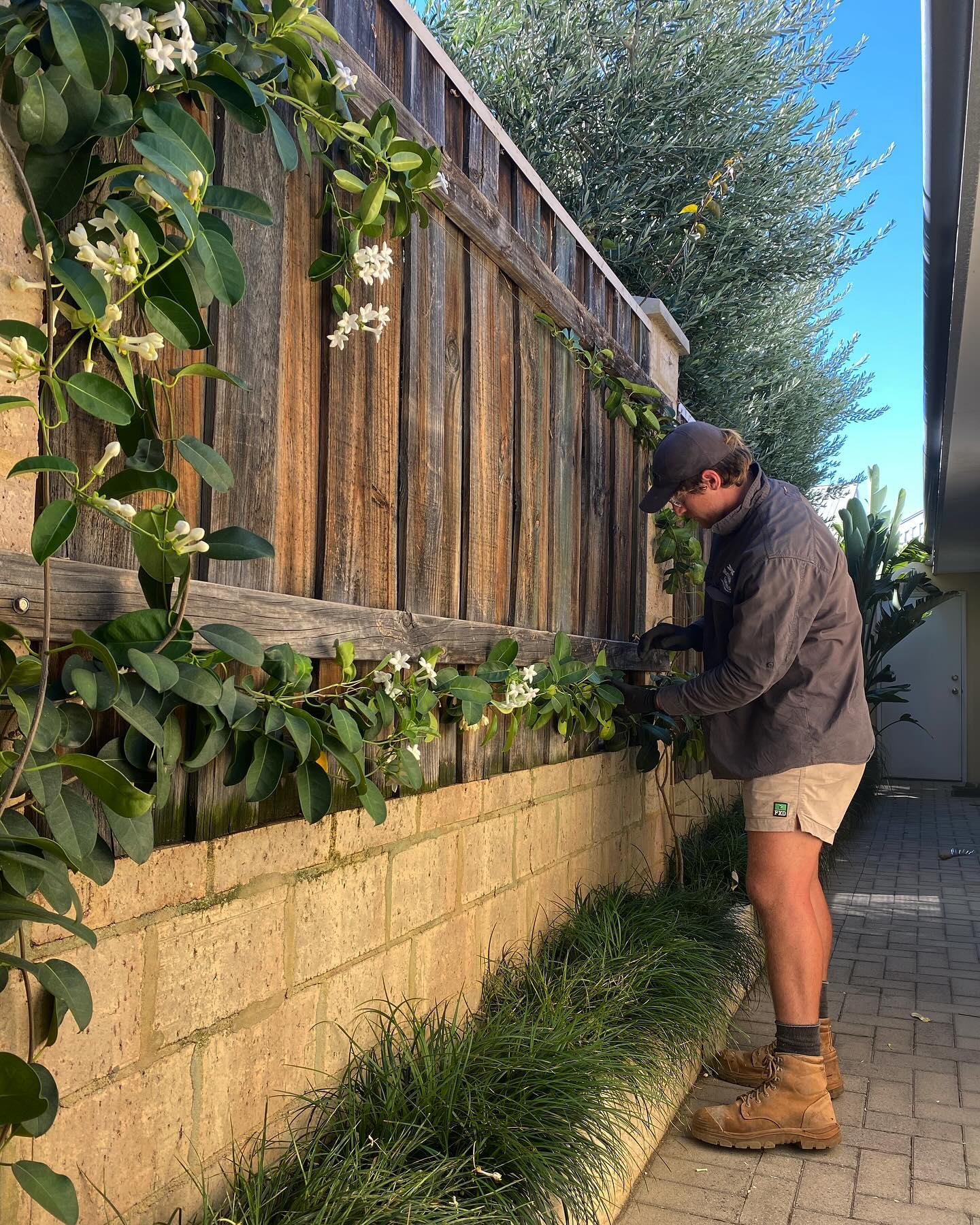 Indoor vine trellis with climbing plant