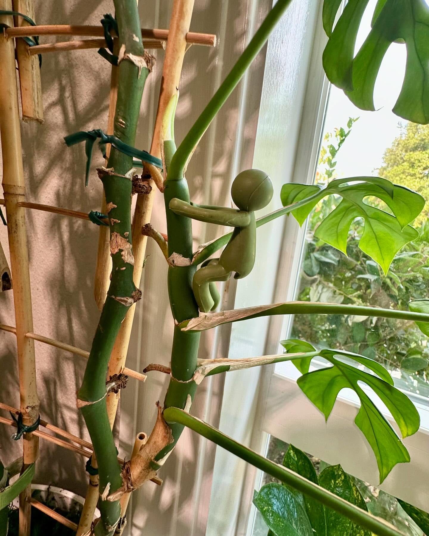 hands rotating a potted plant