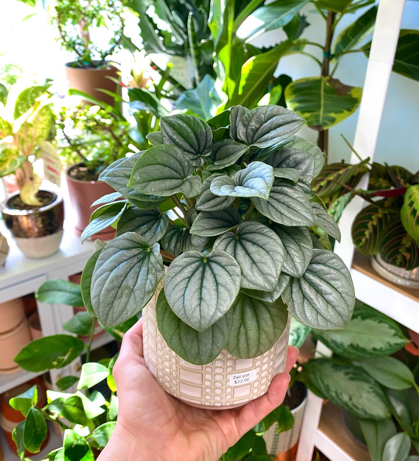 Evenly spaced plants on a symmetrical shelf