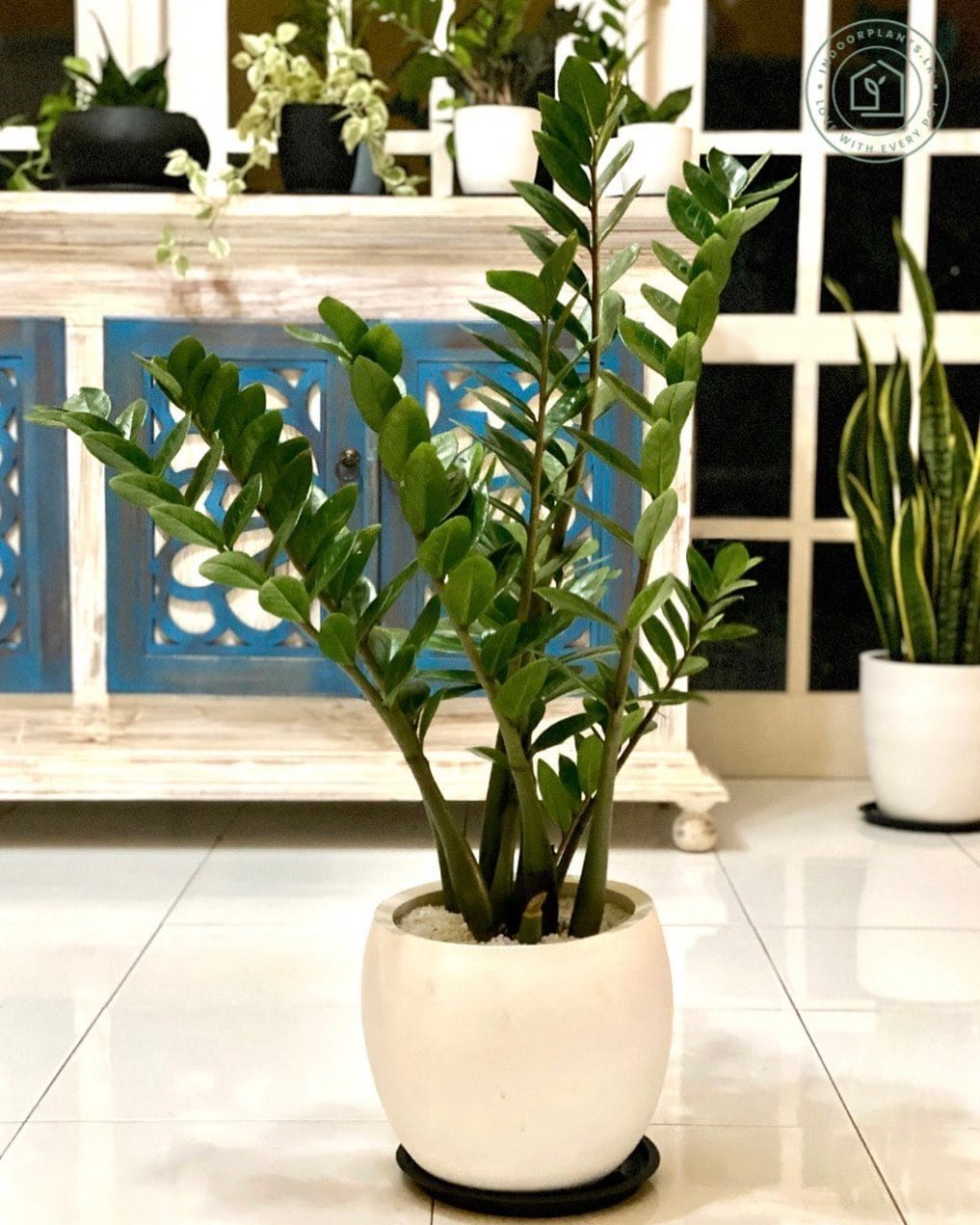 sansevieria next to zz plant