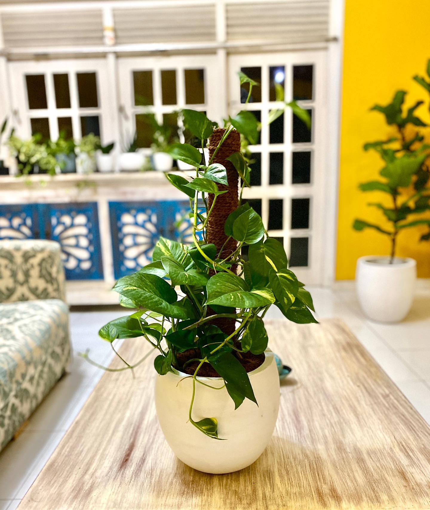pothos with variegated leaves on simple windowsill