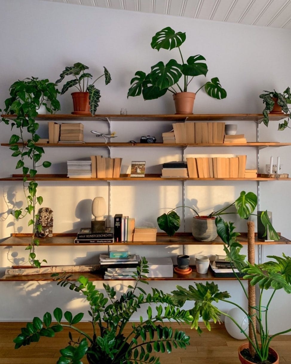 Hallway with various potted plants