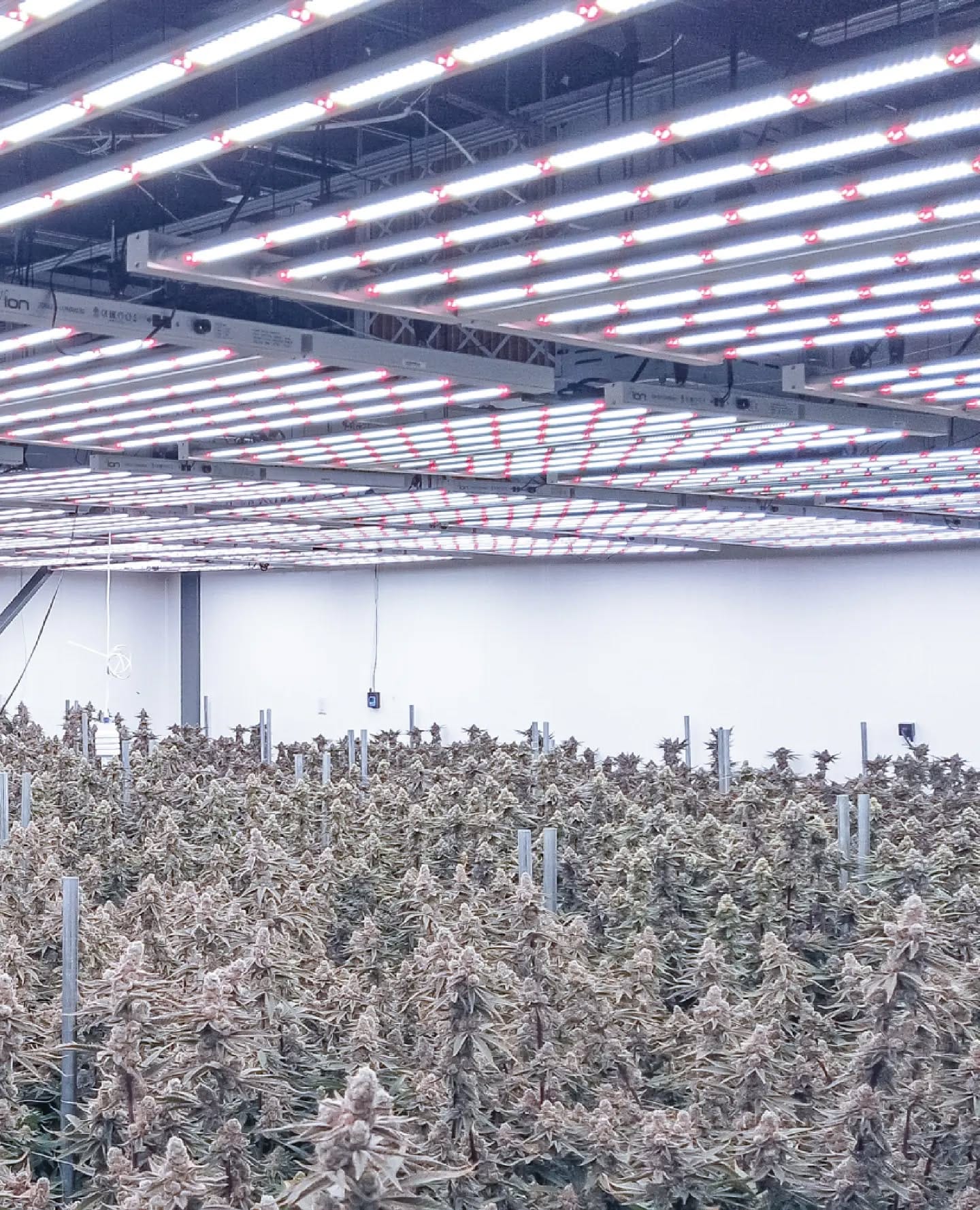 timer plug with grow lights