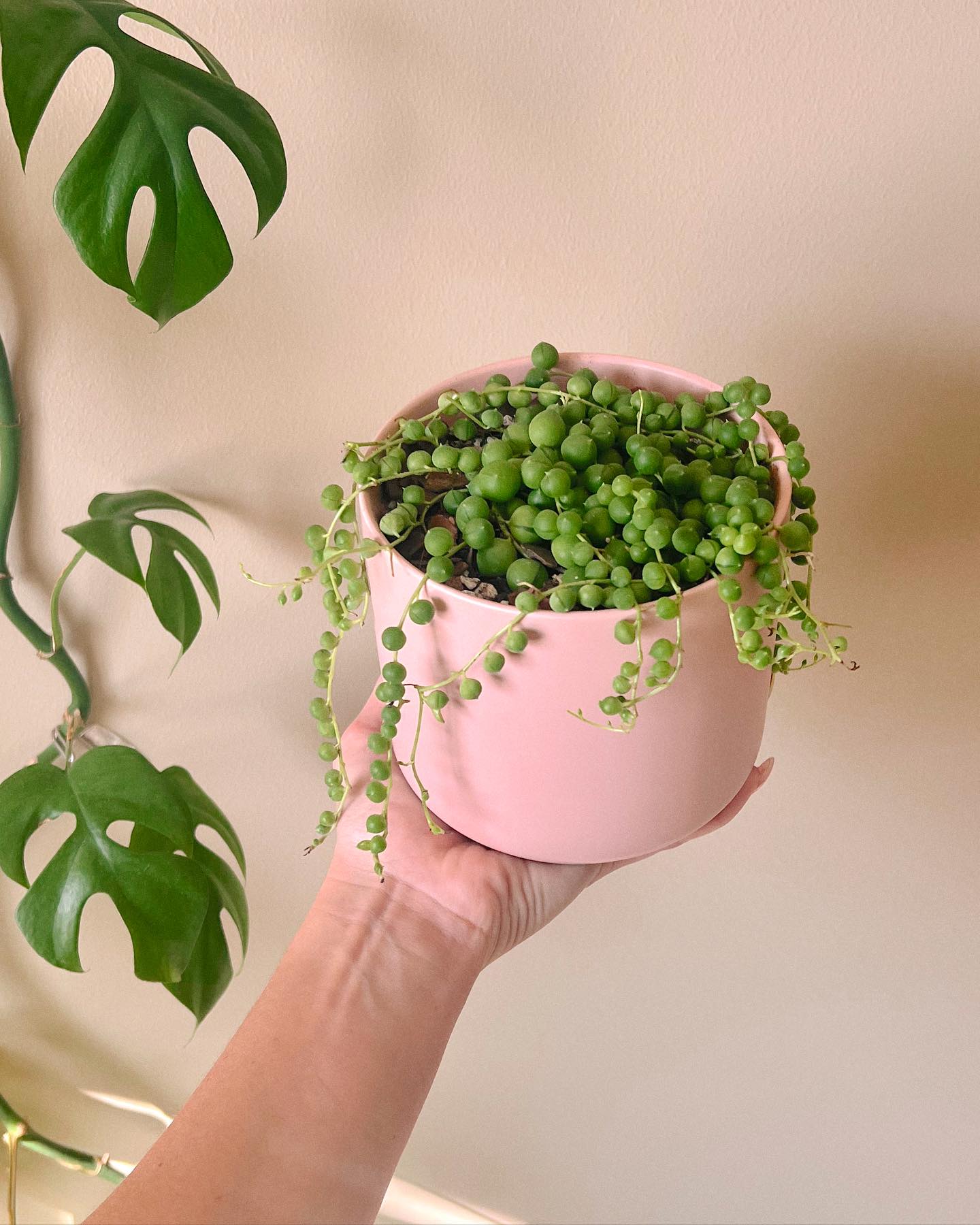 string of pearls draping over a whimsical record cabinet