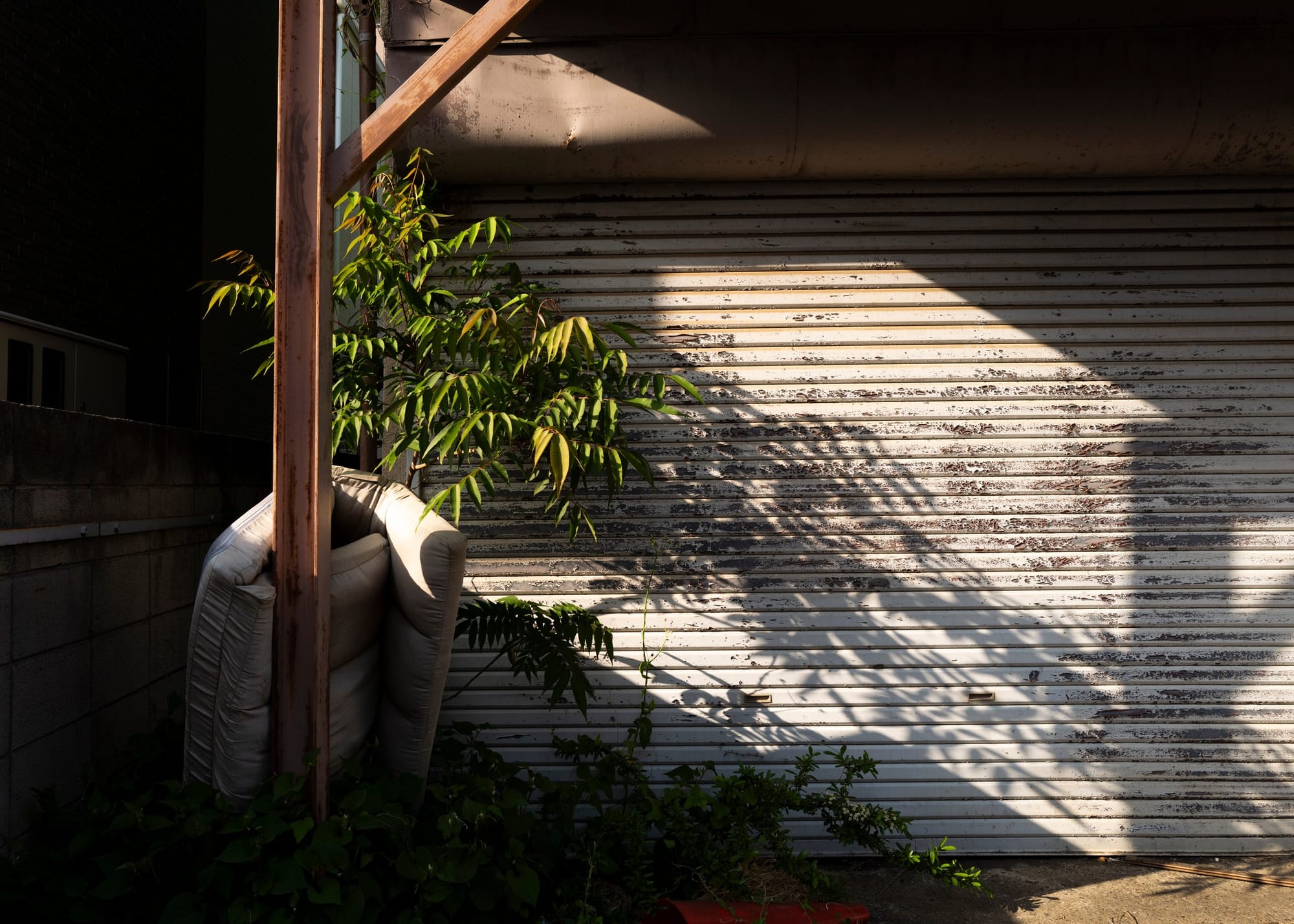 indoor plant casting shadow on wall