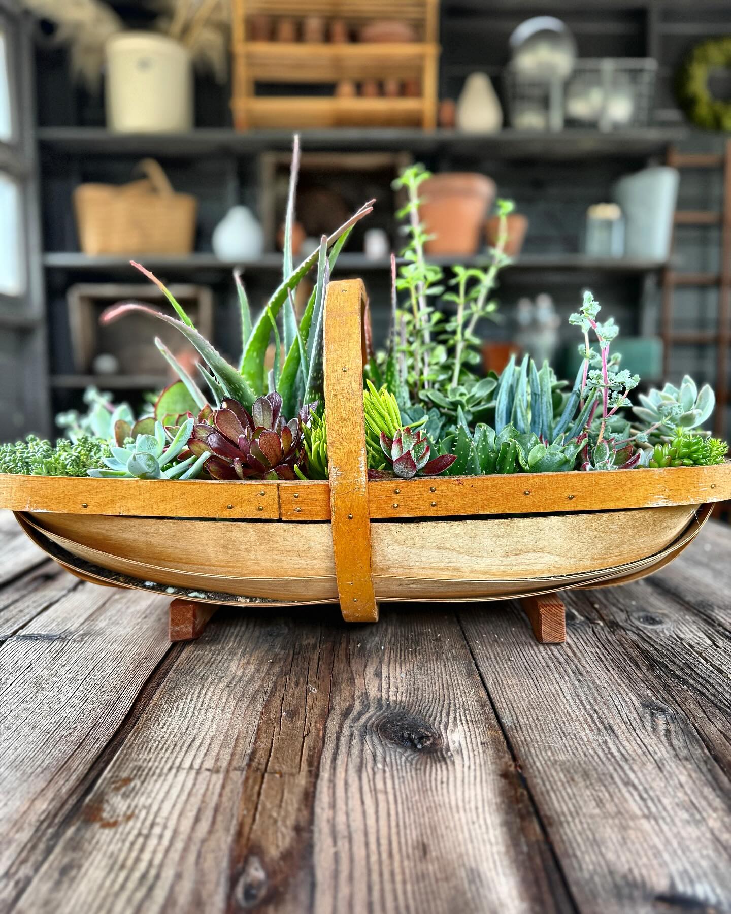Matching succulents on a minimalist floating shelf