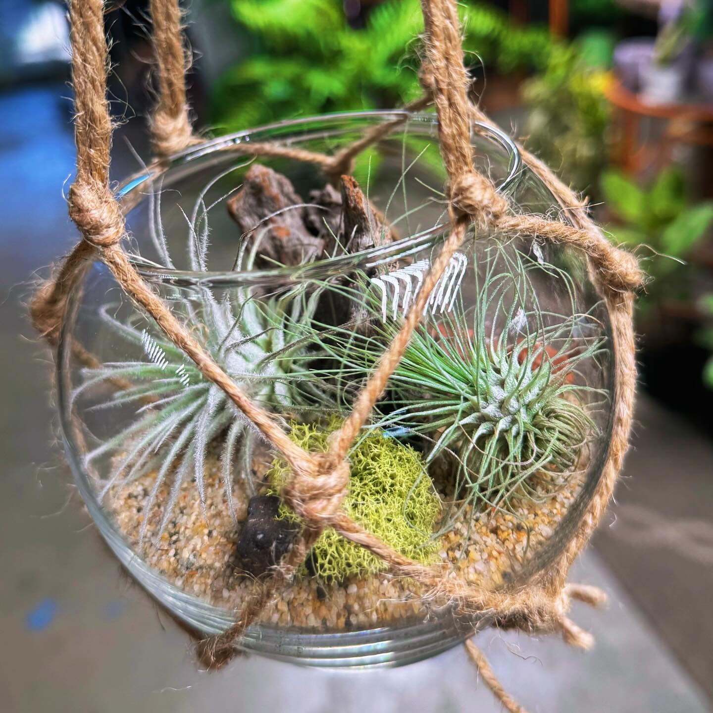 Glass globe terrariums with succulents