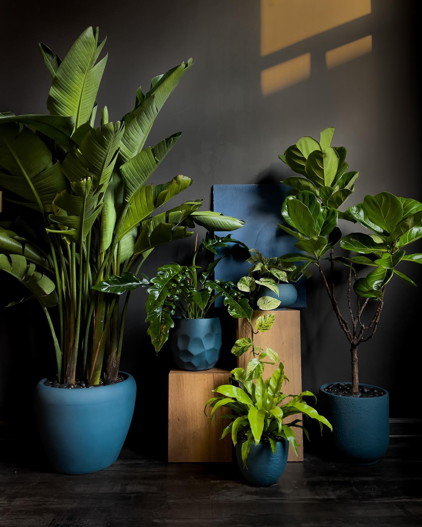Vibrant ceramic pots with tropical plants