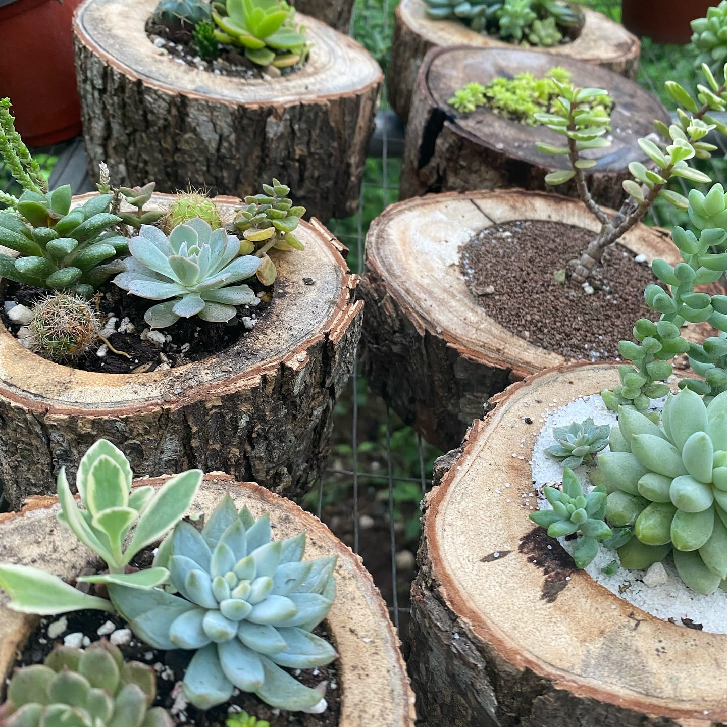 unique driftwood planter with orchids