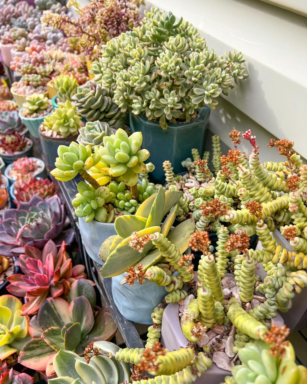 sunlit succulents on windowsill