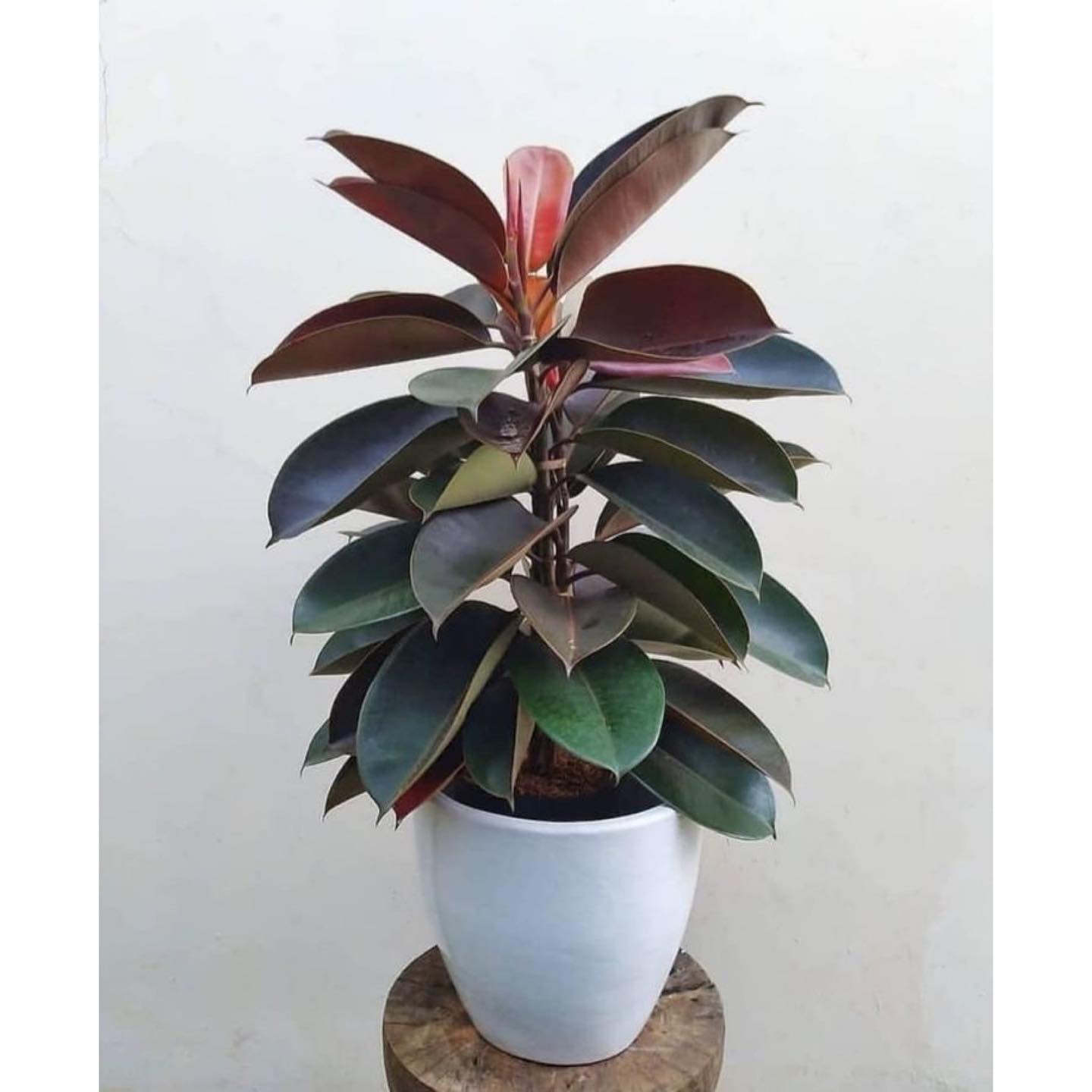 rubber plant in a decorative pot