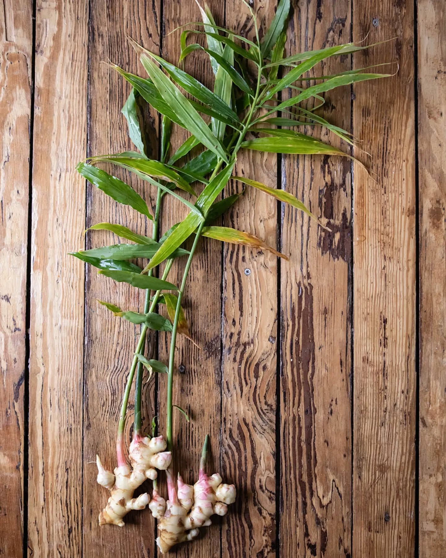 Fresh ginger in ceramic planter