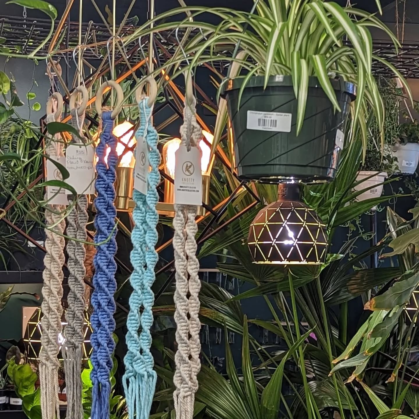 High ceiling with macramé plant hangers