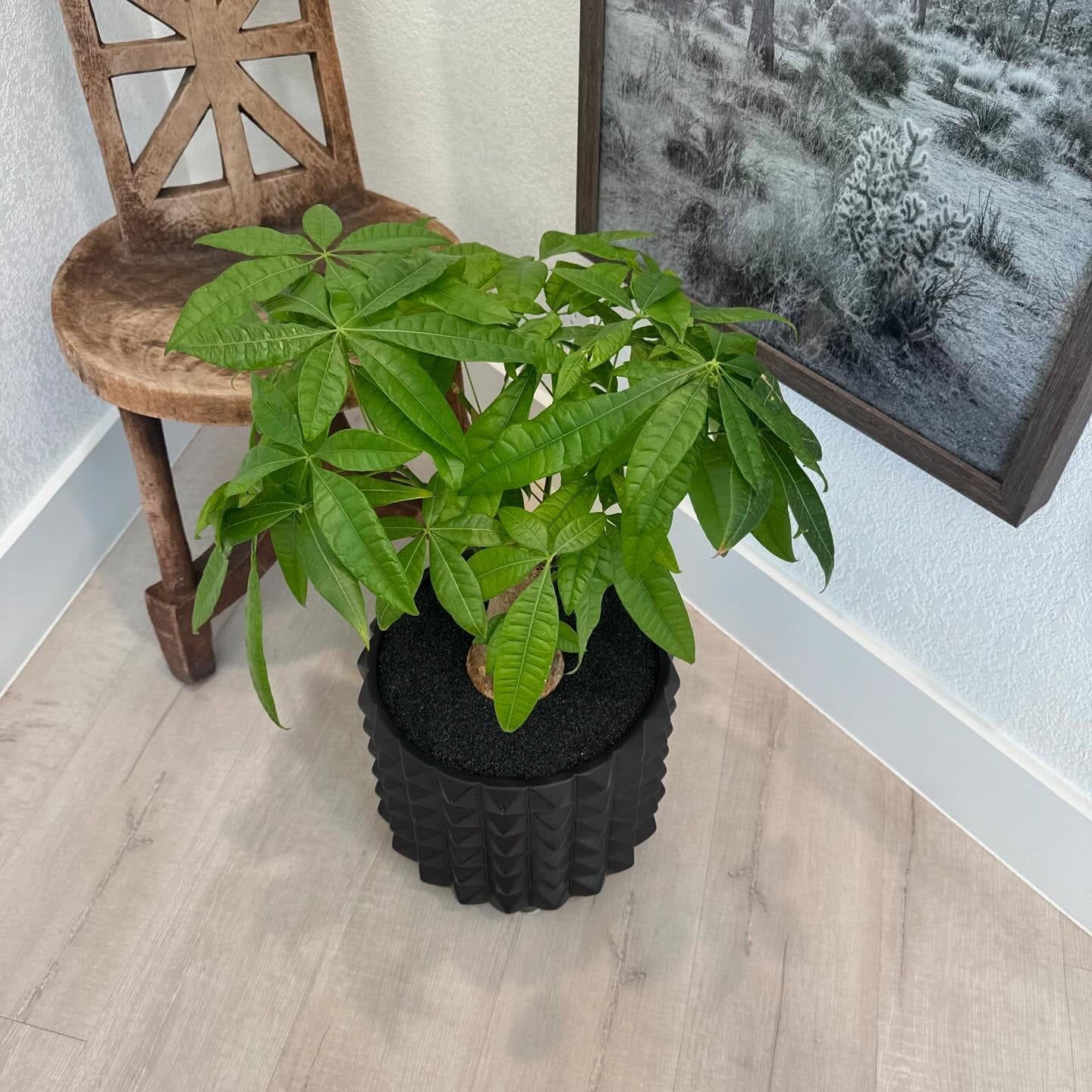 Rubber plant and dusty miller