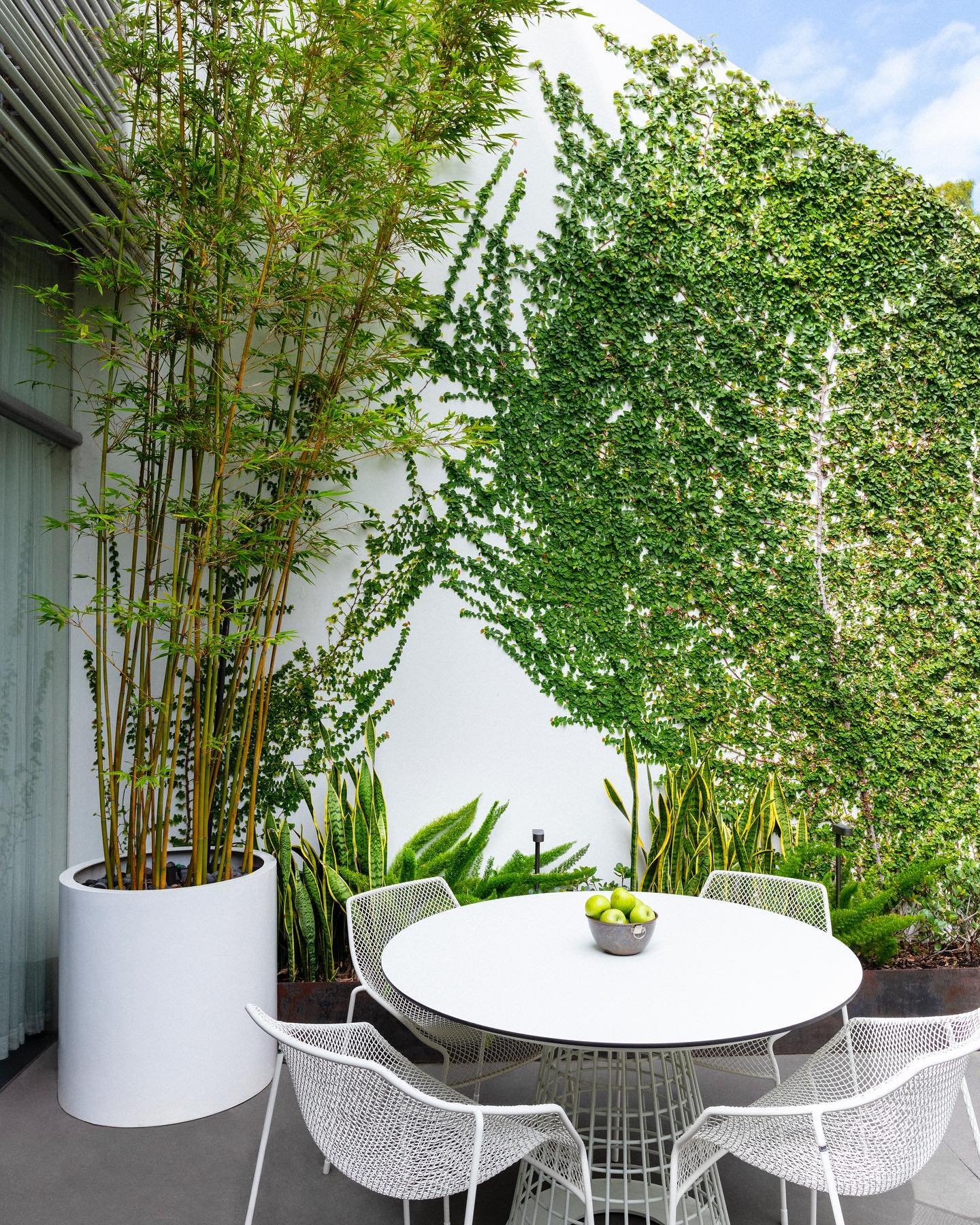 Bamboo palm in sleek metal container