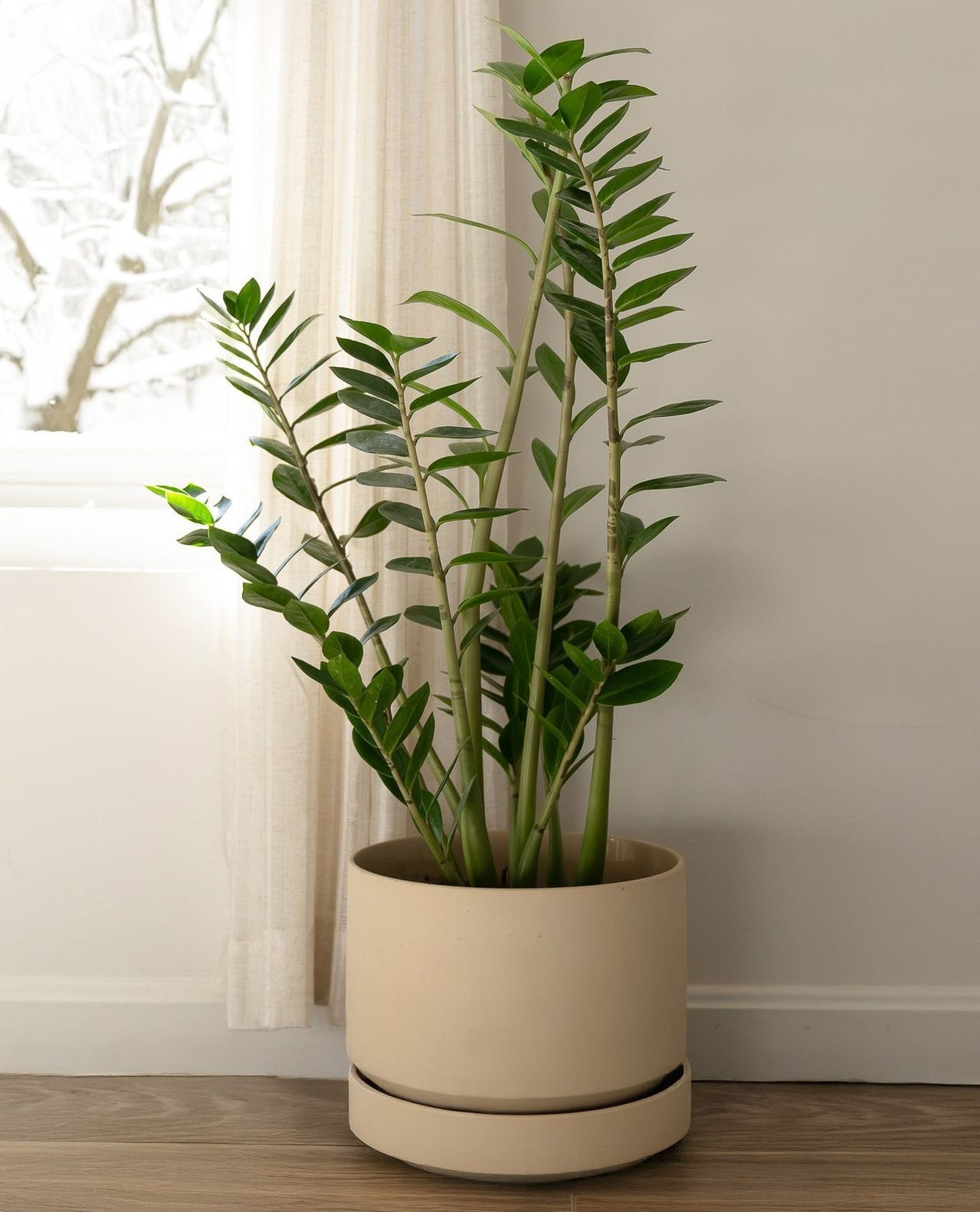 zz plant in corner