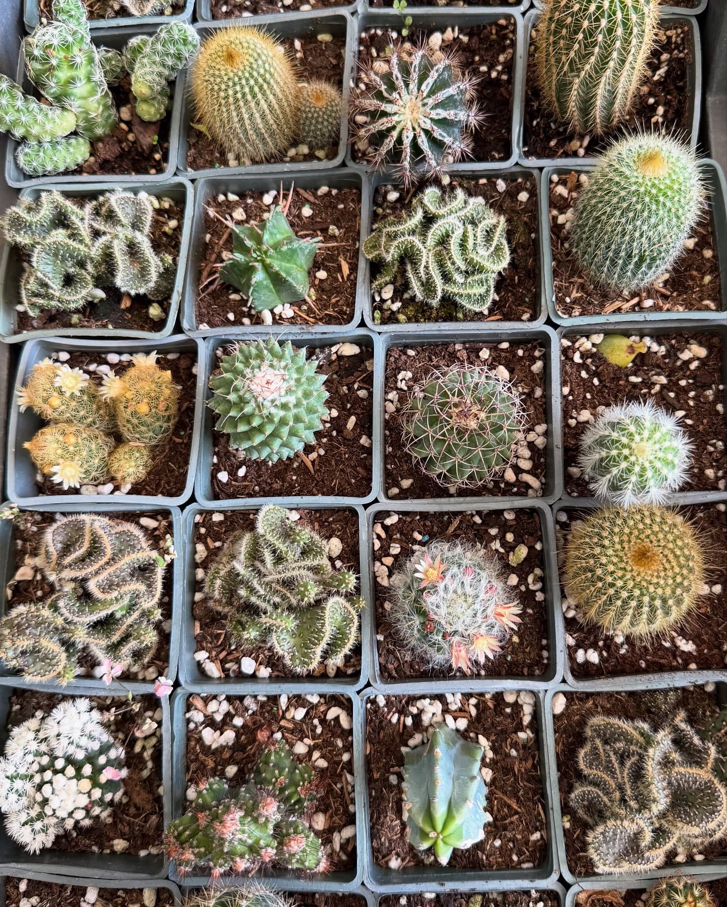 cactus garden with fiber optic lights