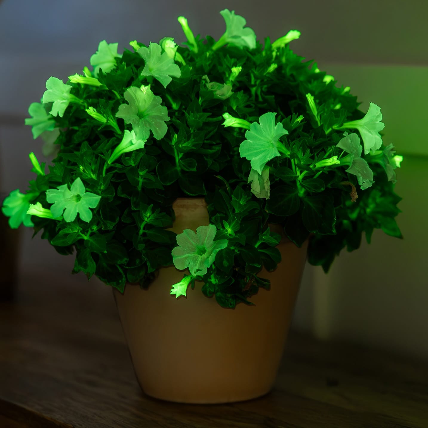 glossy-leaved plant in sunlight