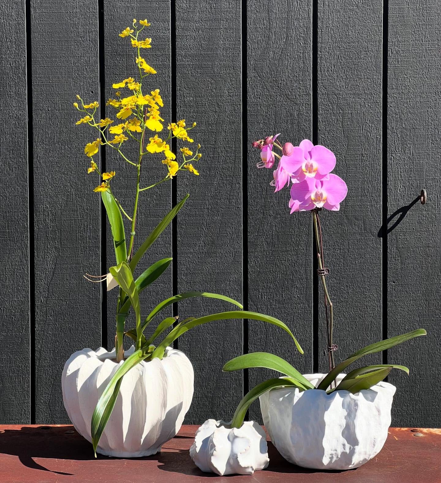 orchid leaves casting soft shadows on a wall