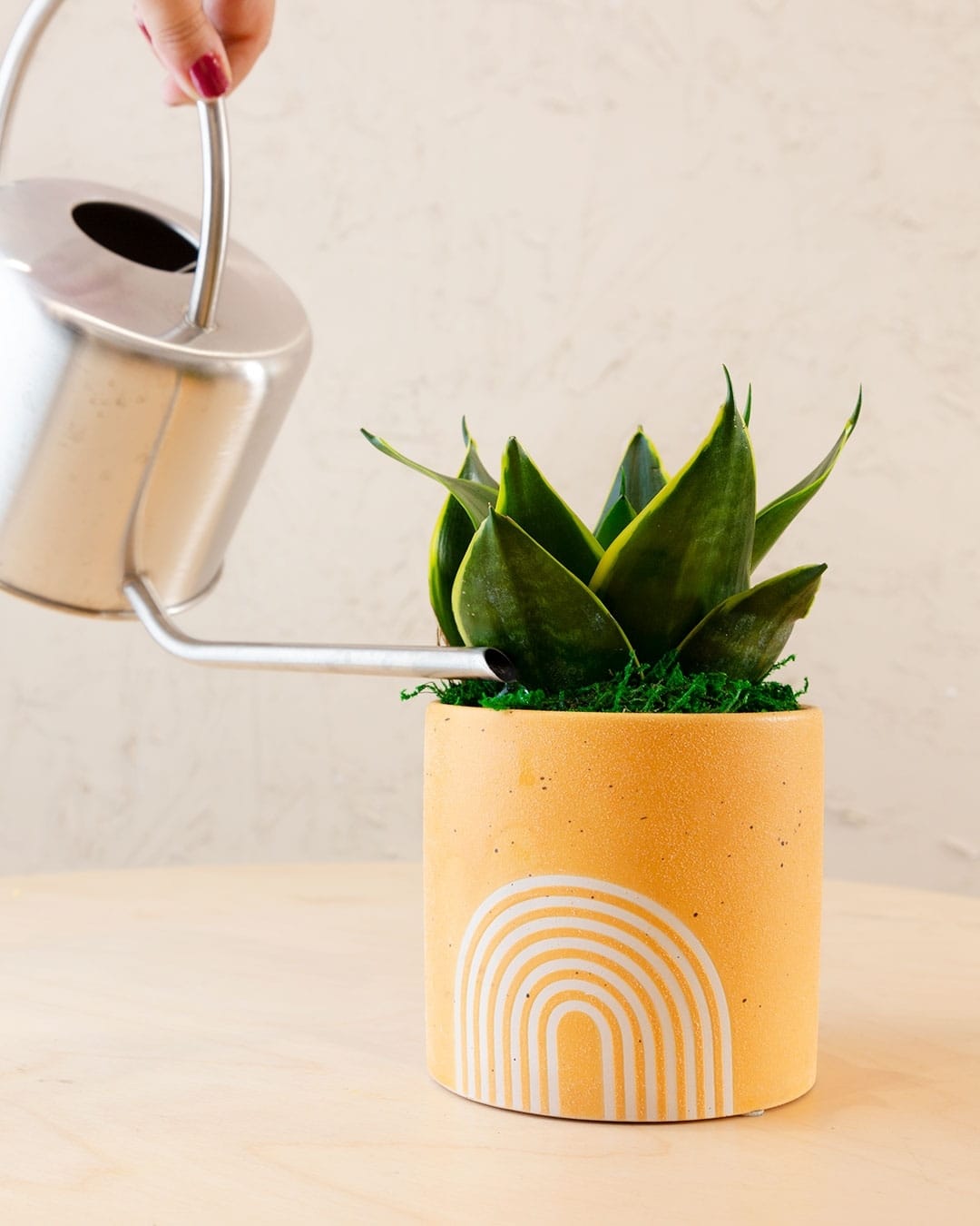 watering snake plant with a can